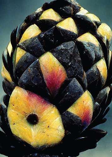 ΤΟ ΜΑΝΙΦΕΣΤΟ ΤΟΥ ΞΕΝΟΦΕΜΙΝΙΣΜΟΥ: ΜΙΑ ΠΟΛΙΤΙΚΗ ΓΙΑ ΤΗΝ ΑΛΛΟΤΡΙΩΣΗ